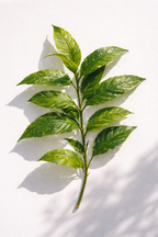 Savela Longevity Tea