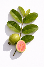 Savela Longevity Tea